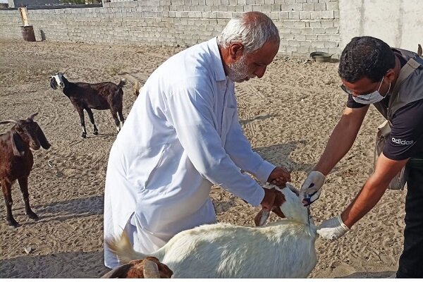 آغاز واکسیناسیون رایگان دام در سنندج؛ برنامه پیشگیری از بیماری‌های خطرناک