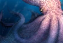 Kraken Octopus: 19-meter apex predator uncovered