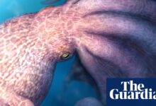 Giant octopuses crunched bones 100M years ago