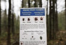 Lyme vaccine news: what to know about Pfizer’s trial