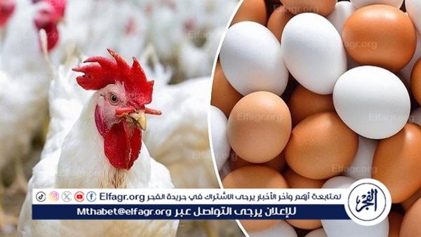 استقرار أسعار الدواجن والبيض بأسوان اليوم الأحد 26 أبريل 2026