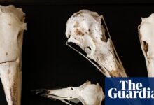 Bird skulls may reveal dinosaur behavior: new clues beyond “T rex had no brain”