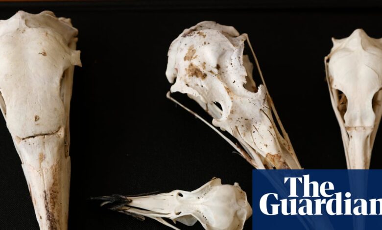 Bird skulls may reveal dinosaur behavior: new clues beyond “T rex had no brain”
