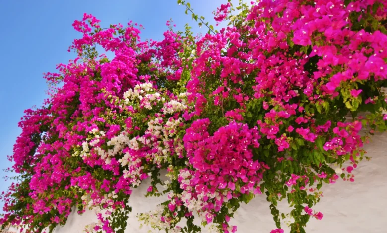 El renacer de las veraneras: un llamado a reverdecer nuestras ciudades