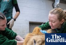 London zoo vets’ most daring cases: from king cobras to rhinos
