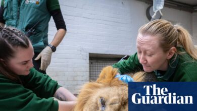 London zoo vets’ most daring cases: from king cobras to rhinos