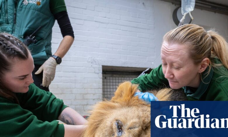 London zoo vets’ most daring cases: from king cobras to rhinos