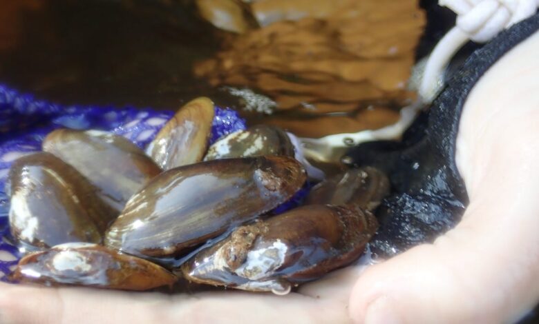 Lawsuit Accuses Fish Service of Ignoring Kentucky Salamander Mussel Protection