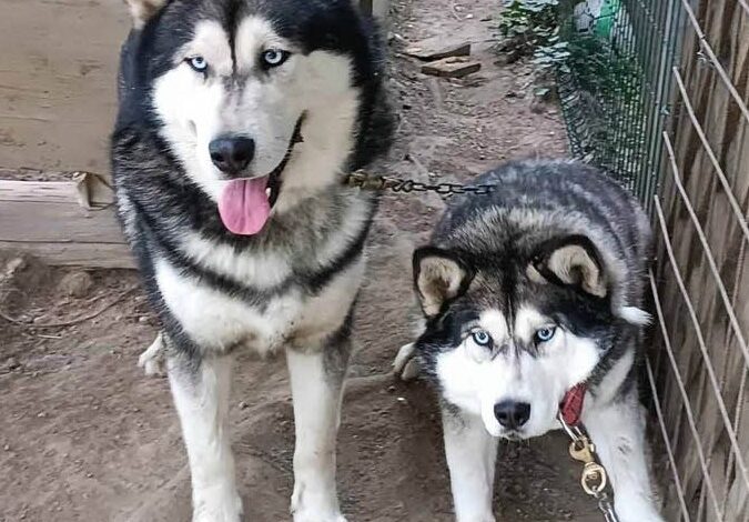 Tierschützer erstattet Anzeige: Schwere Vorwürfe gegen Husky-Züchter