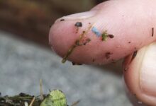 Microplastics in the body: What U.S. officials want to know