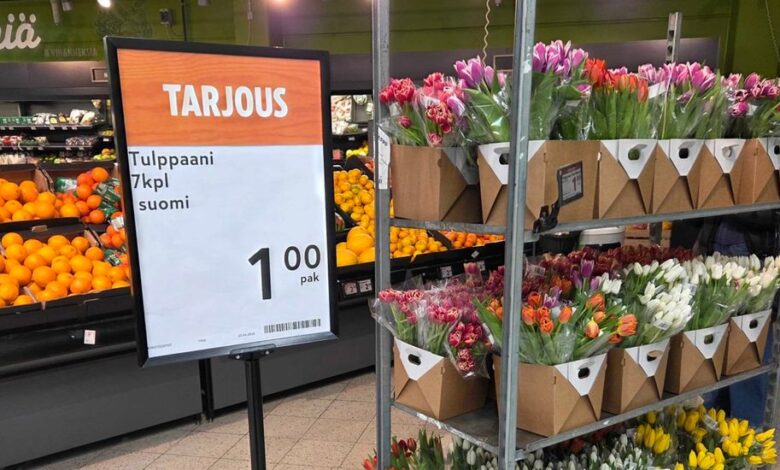 Tulppaanien hintasota vai kauden loppu? Näin kukka-alennukset selittyvät