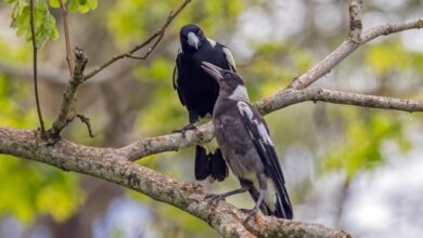 Poem: Meanwhile, Outside