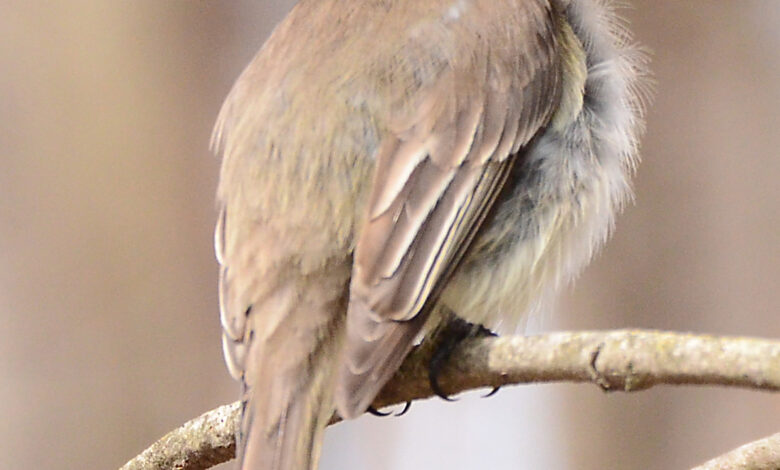 Waiting for the ‘Evil Eye’: Why I’m Watching My Front Door