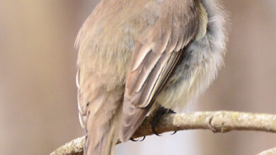 Waiting for the Phoebe: A Birder’s Front Porch Hope