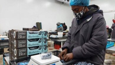 Zimbabwe eyes blueberry growth to 2030 as China market opens