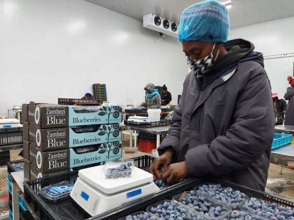 Zimbabwe eyes blueberry growth to 2030 as China market opens