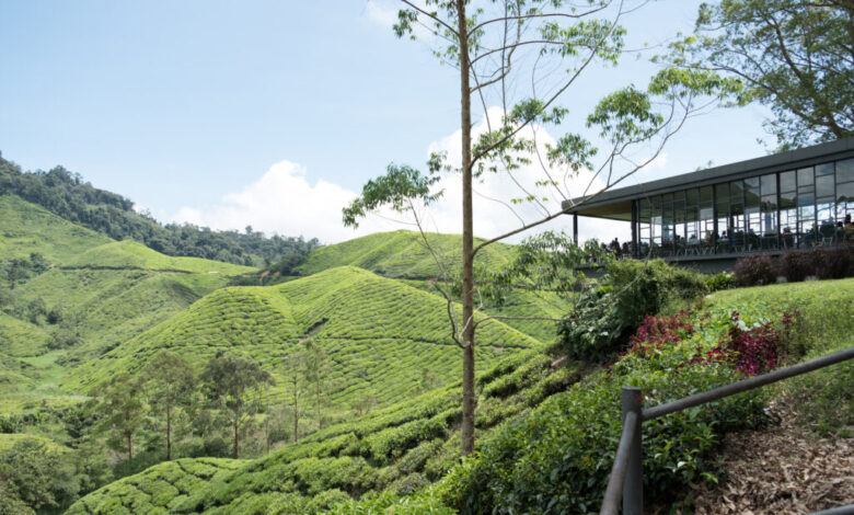 Cameron Highlands: Trails, Tea Fields and What Changed