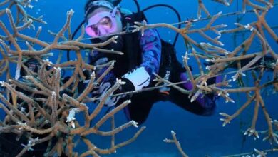 LC reefs show signs of recovery after bleaching event