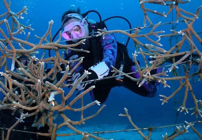 LC reefs show signs of recovery after bleaching event