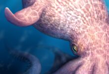 60-foot Octopus Fossils: The ‘Kraken’ of the Cretaceous?