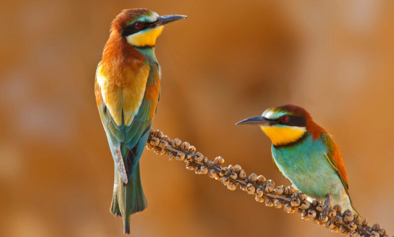 Four Instagram Bird Photographers to Follow Now