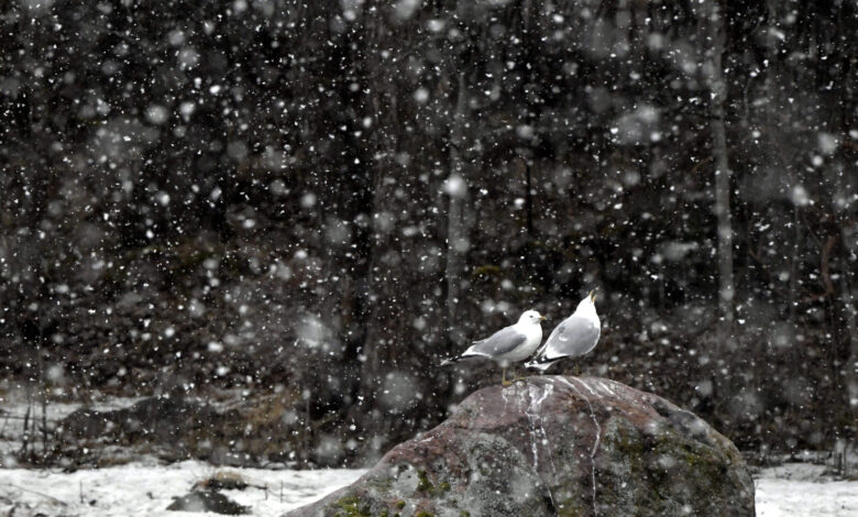 Kevätmyrsky yllätti: Kokkolassa satanut jo yli 10 senttiä lunta