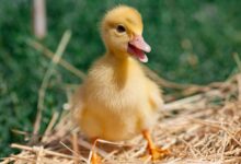 Salmonella Outbreak: How Backyard Poultry Spreads Infection