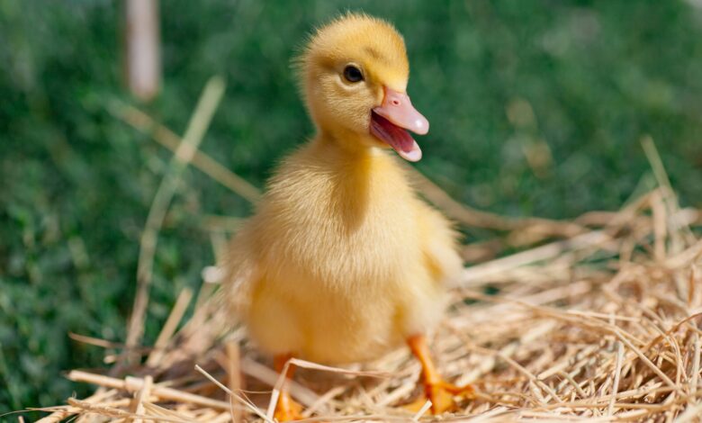 Salmonella Outbreak: How Backyard Poultry Spreads Infection