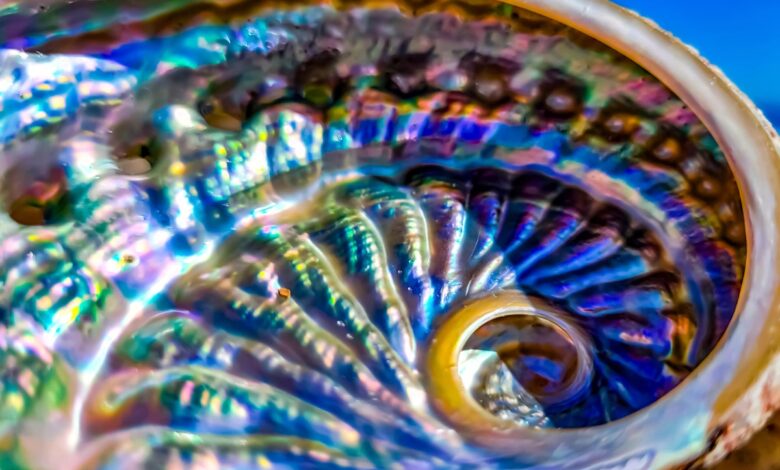 Mollusk shells could pave the way to greener materials