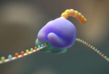 Genetic Code Shift to 19 Amino Acids Tested by Researchers