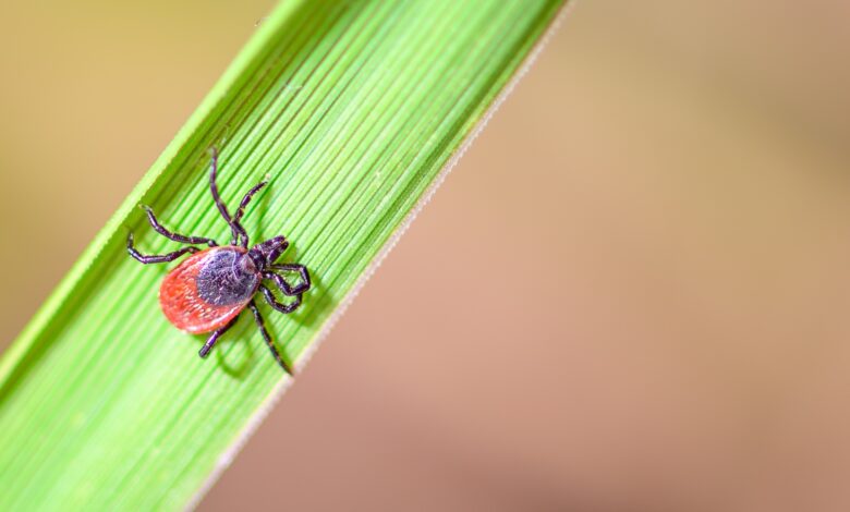 Early Wake-Up Call as Ticks Bite Ahead of Schedule