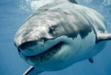Great white sharks may overheat as oceans warm