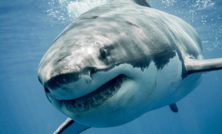 Great white sharks may overheat as oceans warm