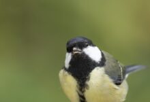 Why Urban Birds Fear Women More Than Men