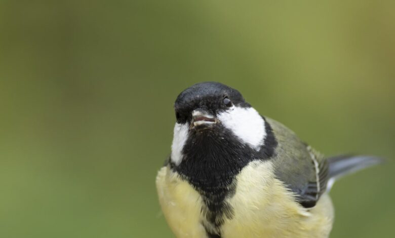 Why Urban Birds Fear Women More Than Men