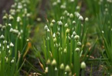 Soil’s Hidden World: Why Healthy Dirt Changes Everything