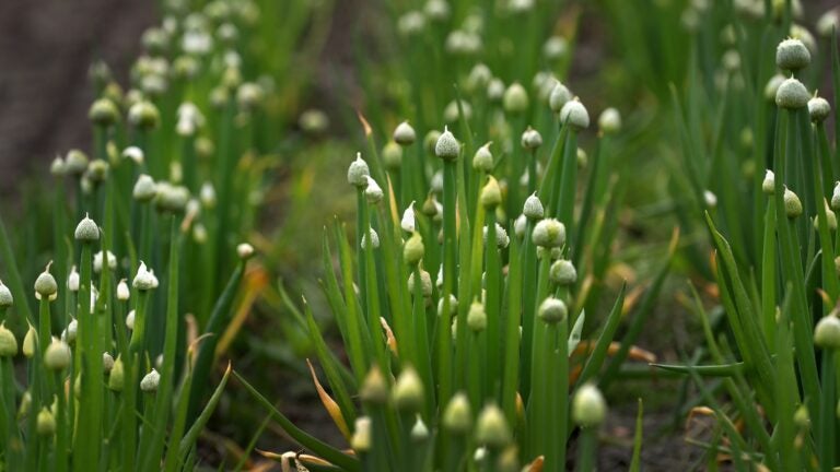 Soil’s Hidden World: Why Healthy Dirt Changes Everything