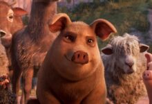 Animal Farm Debate Highlights Media Literacy Gaps
