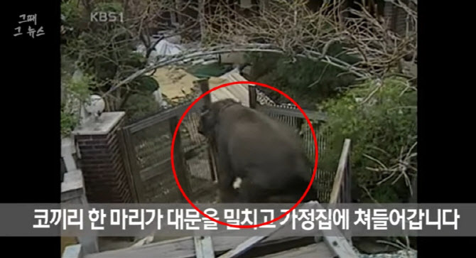서울 한복판에 코끼리 6마리가? 21년 전 벌어진 그날의 탈출 소동