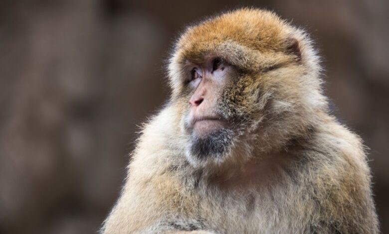 Macacos de Gibraltar: la inesperada respuesta a la comida basura