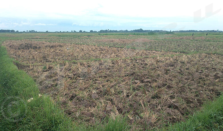 Pénurie d’engrais à Rusabagi : les agriculteurs en détresse