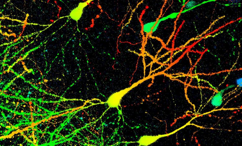 Compound X boosts brain cleanup in Parkinson’s mice