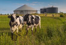 Are manure digesters really cutting dairy emissions—or creating new risks?