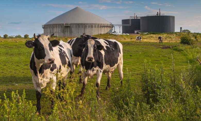Are manure digesters really cutting dairy emissions—or creating new risks?