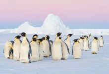 Emperor penguins added to endangered list after rapid decline