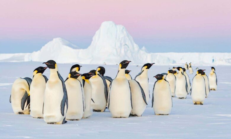 Emperor penguins added to endangered list after rapid decline