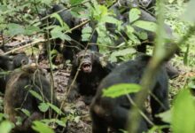 Chimpanzee Group Rupture Raises Alarm About War’s Deep Roots