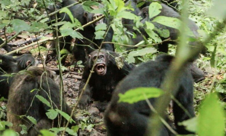 Chimpanzee Group Rupture Raises Alarm About War’s Deep Roots