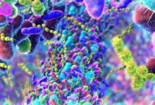 Urban living may boost gut oestrogen recycling