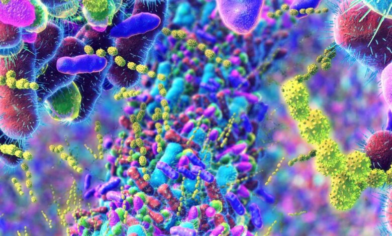 Urban living may boost gut oestrogen recycling